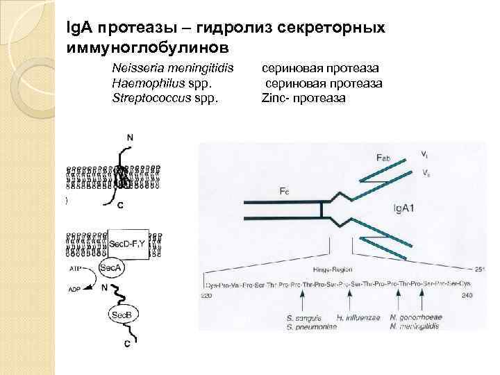 Ig. A протеазы – гидролиз секреторных иммуноглобулинов Neisseria meningitidis Haemophilus spp. Streptococcus spp. сериновая