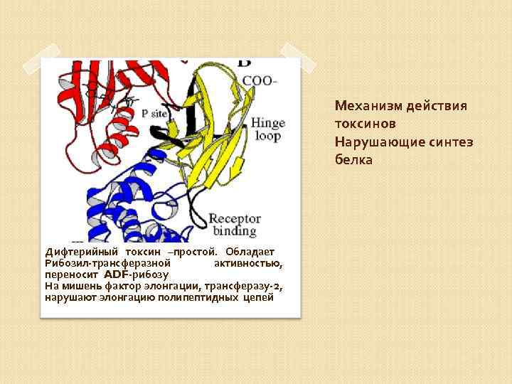 Механизм действия токсинов Нарушающие синтез белка Дифтерийный токсин –простой. Обладает Рибозил-трансферазной активностью, переносит ADF-рибозу