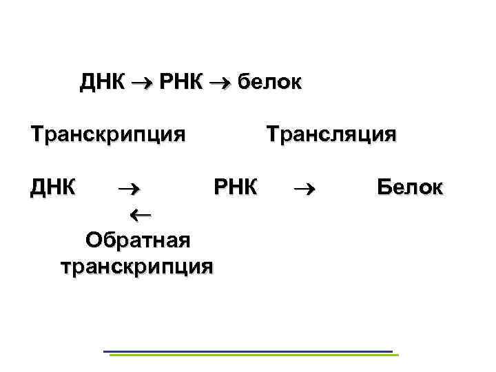 ДНК РНК белок Транскрипция РНК Обратная транскрипция ДНК Трансляция Белок 