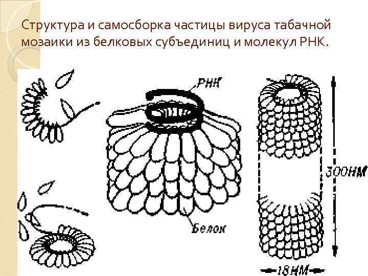 Структура и самосборка частицы вируса табачной мозаики из белковых субъединиц и молекул РНК. 