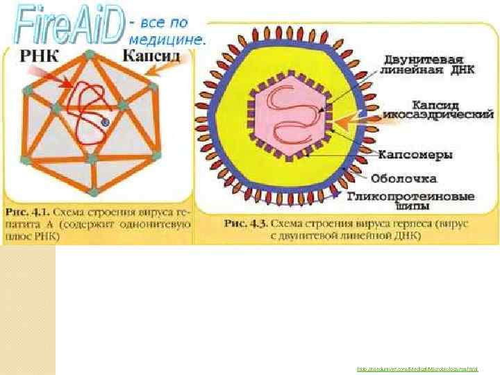 http: //meduniver. com/Medical/Microbiology/3 a. html 