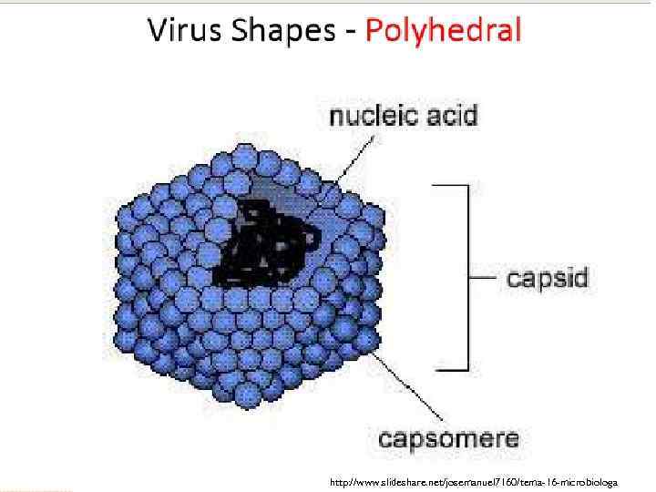 http: //www. slideshare. net/josemanuel 7160/tema-16 -microbiologa 