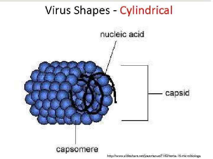 http: //www. slideshare. net/josemanuel 7160/tema-16 -microbiologa 