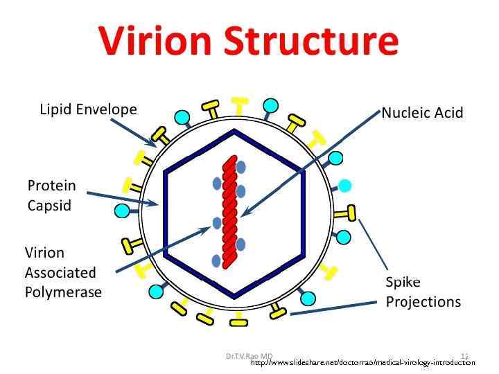 http: //www. slideshare. net/doctorrao/medical-virology-introduction 