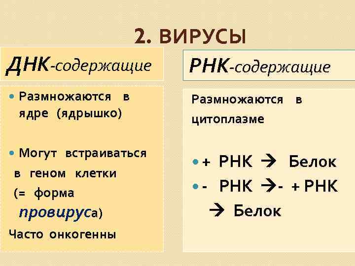 2. ВИРУСЫ ДНК-содержащие РНК-содержащие Размножаются в ядре (ядрышко) Могут встраиваться в геном клетки (=