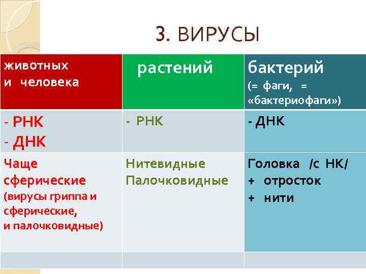 3. ВИРУСЫ животных и человека растений бактерий (= фаги, = «бактериофаги» ) - РНК