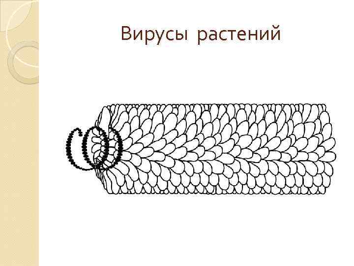 Вирусы растений 