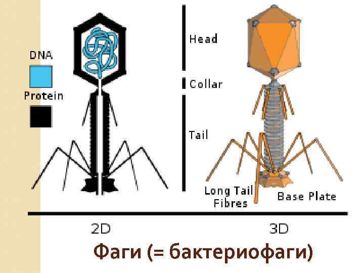 Фаги (= бактериофаги) 