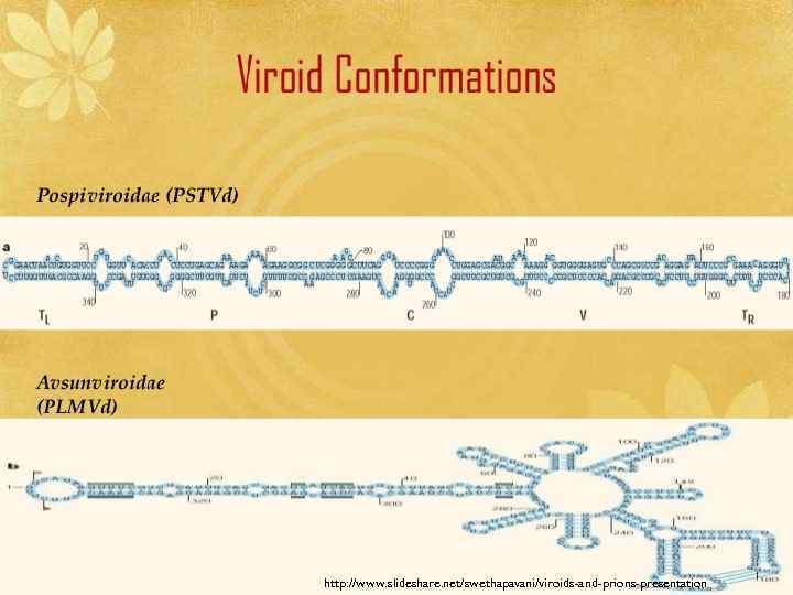 http: //www. slideshare. net/swethapavani/viroids-and-prions-presentation 