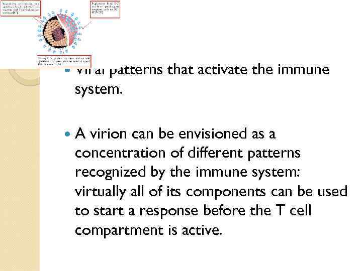  Viral patterns that activate the immune system. A virion can be envisioned as