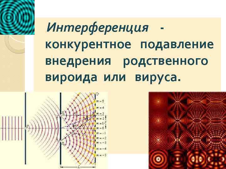 Интерференция конкурентное подавление внедрения родственного вироида или вируса. 