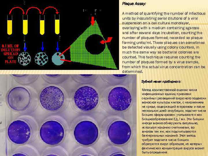 Plaque Assay: A method of quantifying the number of infectious units by inoculatinrg serial