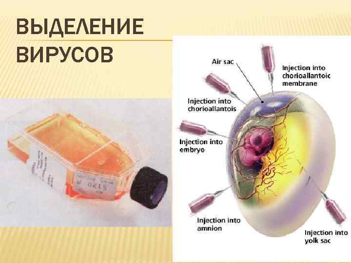 ВЫДЕЛЕНИЕ ВИРУСОВ 