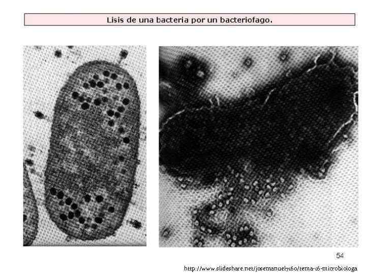 http: //www. slideshare. net/josemanuel 7160/tema-16 -microbiologa 