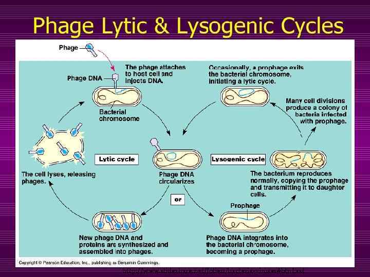 http: //www. slideshare. net/Jolie 11/bacteria-viruses#btn. Last 