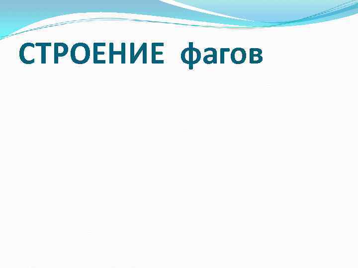 СТРОЕНИЕ фагов 