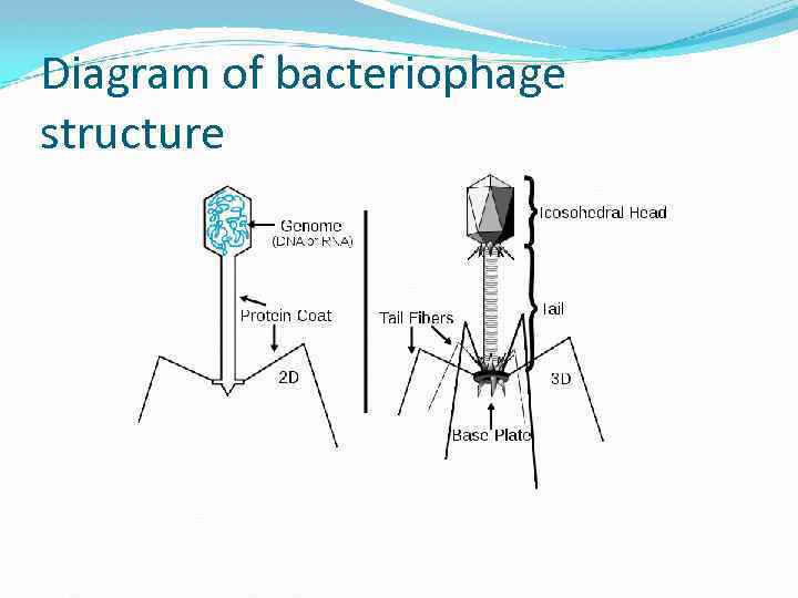 Diagram of bacteriophage structure 