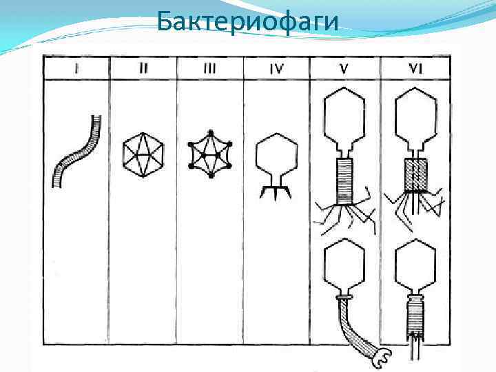 Как нарисовать фаги ваги