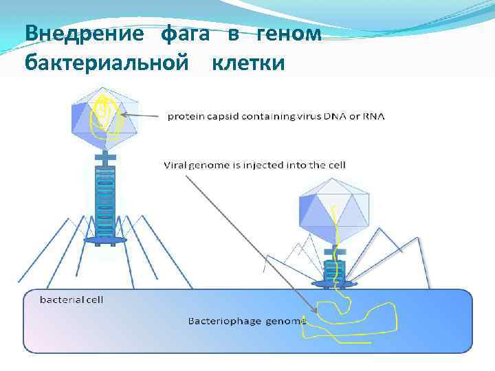 Метод крашенюка описание и схема