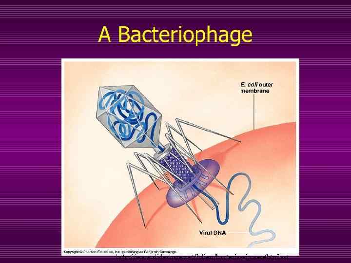 http: //www. slideshare. net/Jolie 11/bacteria-viruses#btn. Last 