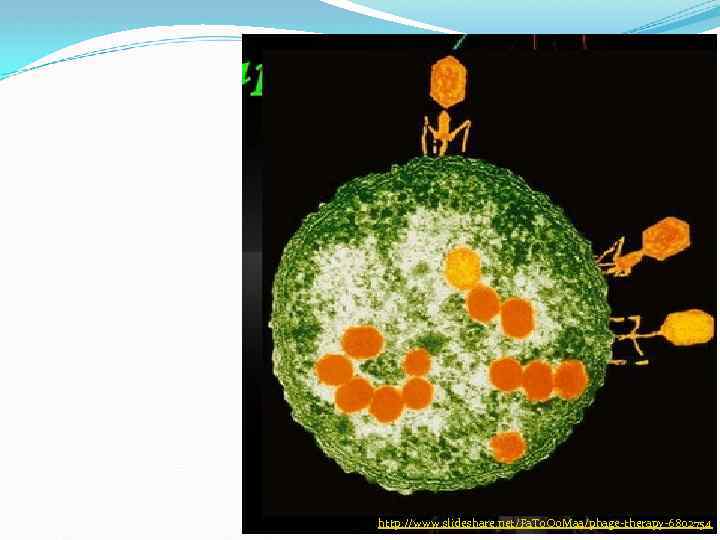 http: //www. slideshare. net/Fa. To. Oo. Maa/phage-therapy-6802754 