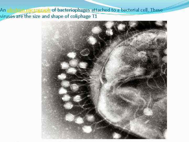 An electron micrograph of bacteriophages attached to a bacterial cell. These viruses are the