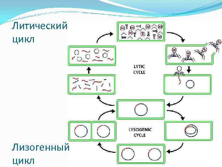  Литический цикл Лизогенный цикл 
