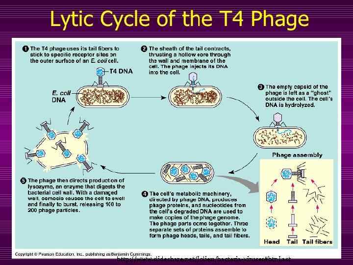 http: //www. slideshare. net/Jolie 11/bacteria-viruses#btn. Last 