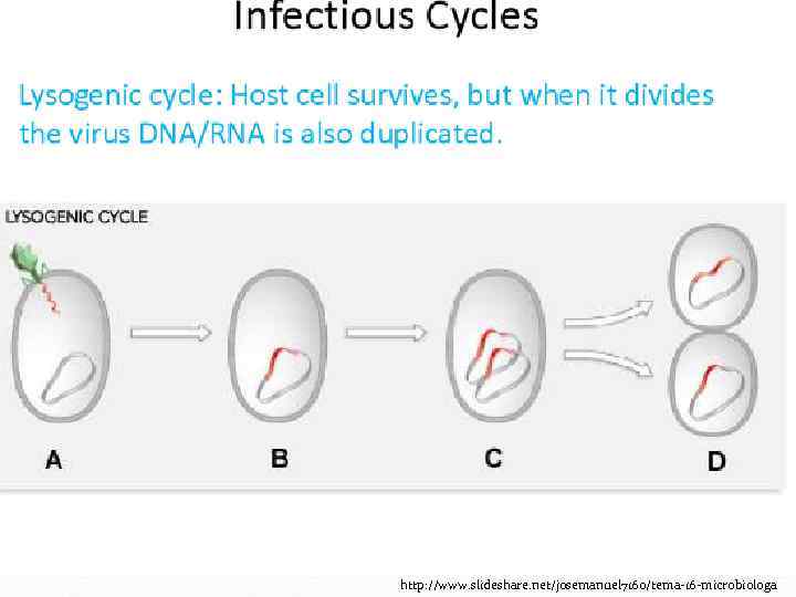 http: //www. slideshare. net/josemanuel 7160/tema-16 -microbiologa 