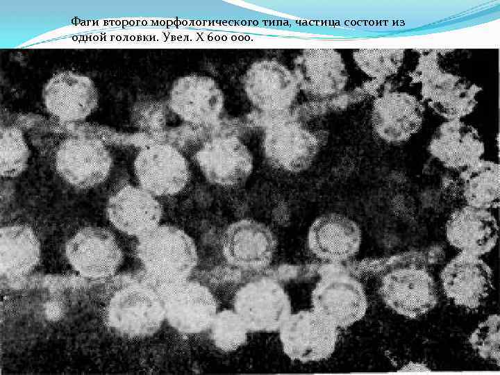 Фаги второго морфологического типа, частица состоит из одной головки. Увел. X 600 000. 