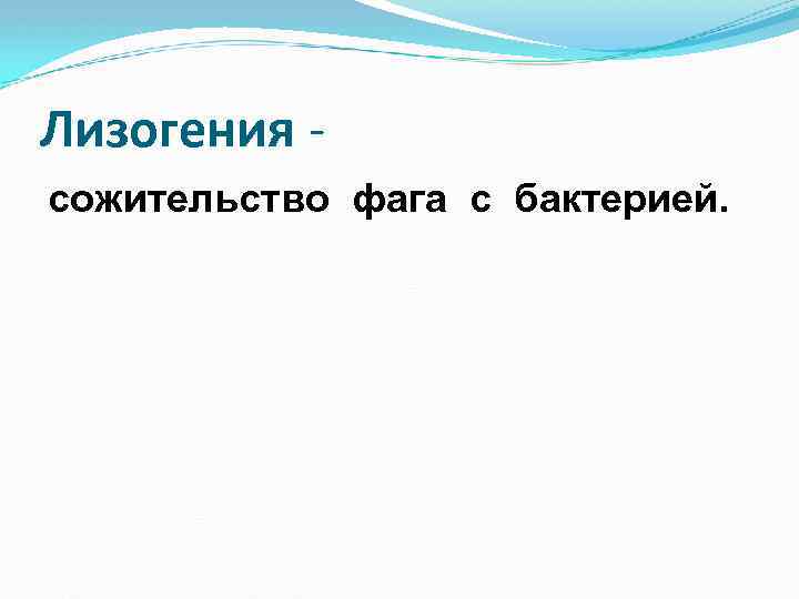Лизогения сожительство фага с бактерией. 