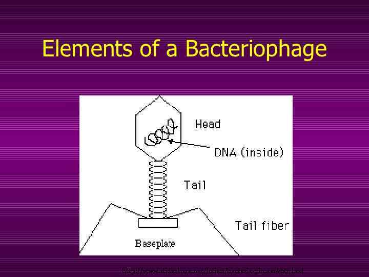 http: //www. slideshare. net/Jolie 11/bacteria-viruses#btn. Last 
