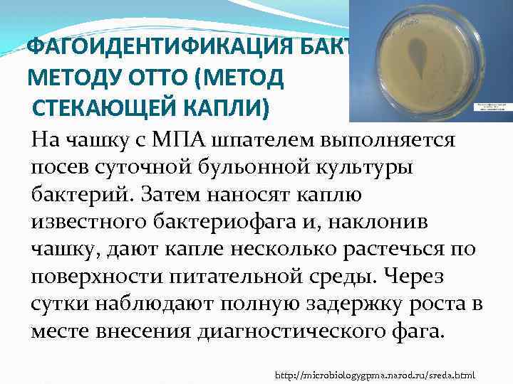 ФАГОИДЕНТИФИКАЦИЯ БАКТЕРИЙ ПО МЕТОДУ ОТТО (МЕТОД СТЕКАЮЩЕЙ КАПЛИ) На чашку с МПА шпателем выполняется