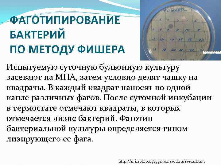 ФАГОТИПИРОВАНИЕ БАКТЕРИЙ ПО МЕТОДУ ФИШЕРА Испытуемую суточную бульонную культуру засевают на МПА, затем условно