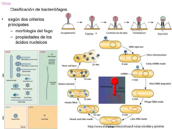 http: //www. slideshare. net/jochoa/18 -virus-viroides-y-priones 