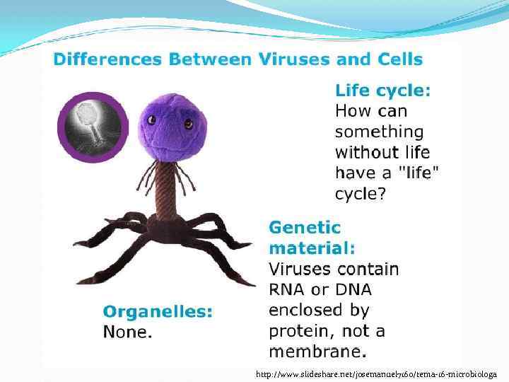 http: //www. slideshare. net/josemanuel 7160/tema-16 -microbiologa 