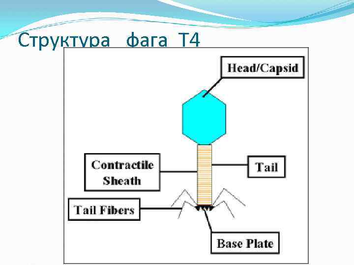 Структура фага Т 4 