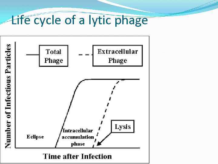 Life cycle of a lytic phage 