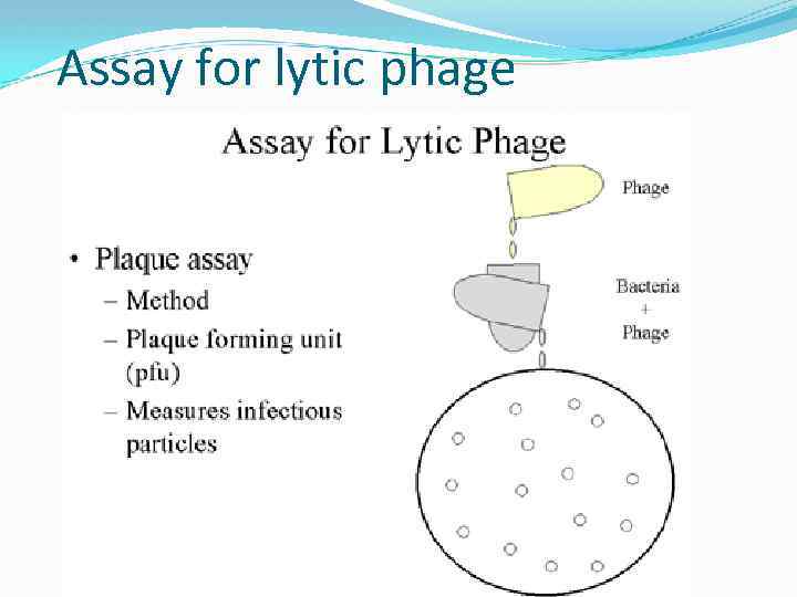 Assay for lytic phage 