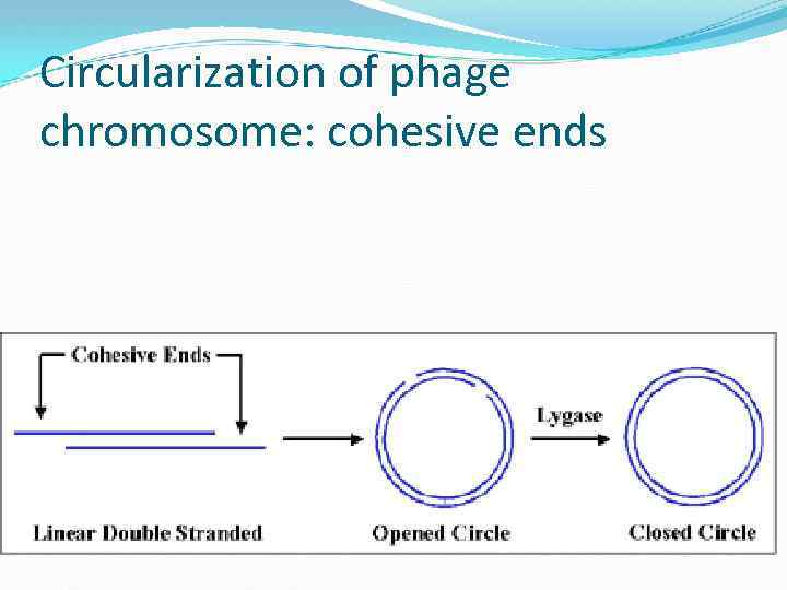 Circularization of phage chromosome: cohesive ends 