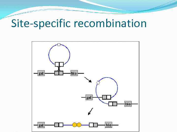 Site-specific recombination 