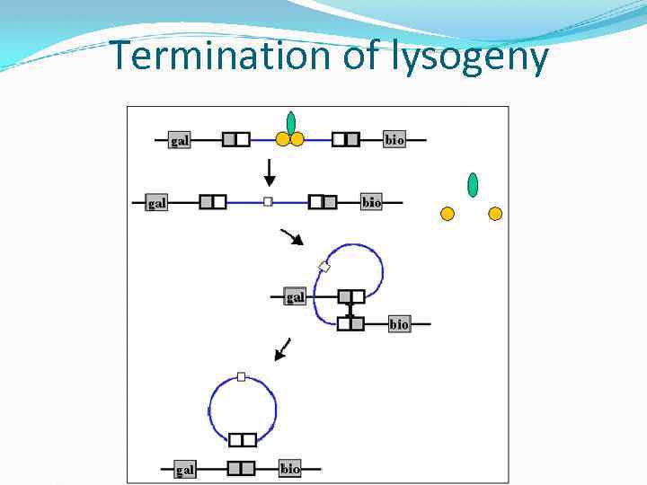 Termination of lysogeny 