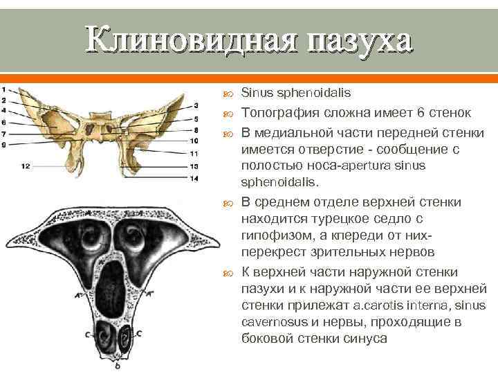 Клиновидная пазуха