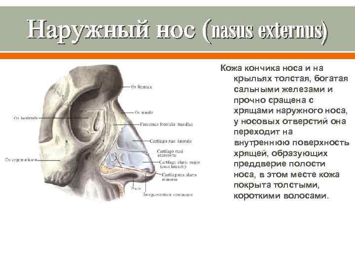 Снаружи носа