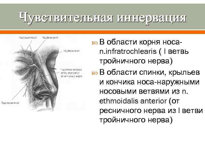 Чувствительная иннервация В области корня носаn. infratrochlearis ( I ветвь тройничного нерва) В области