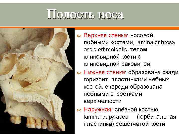 Кости образующие стенки полости носа