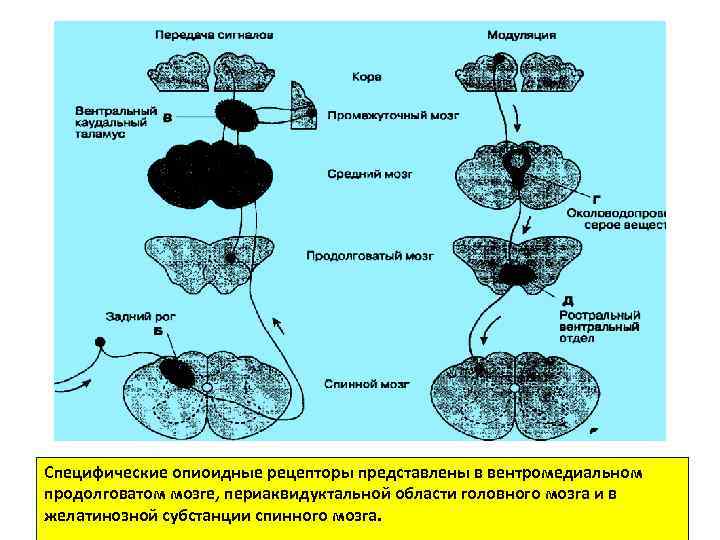 Специфические опиоидные рецепторы представлены в вентромедиальном продолговатом мозге, периаквидуктальной области головного мозга и в