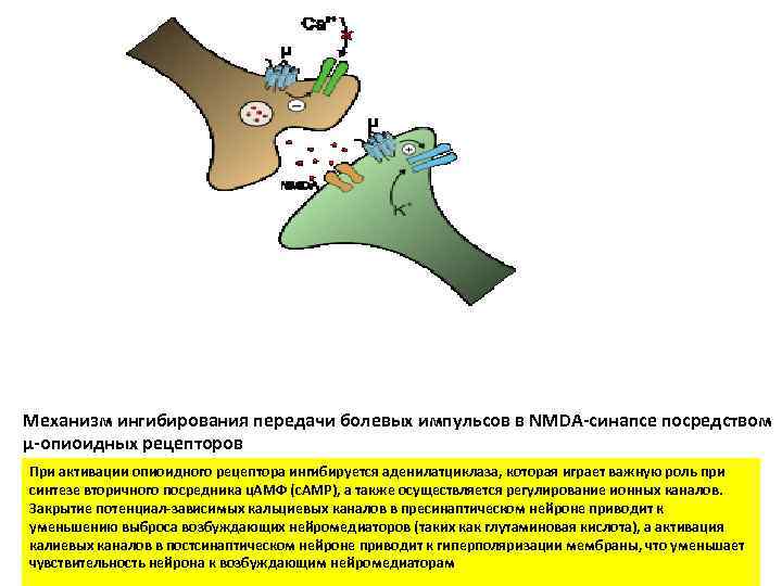 Механизм ингибирования передачи болевых импульсов в NMDA синапсе посредством μ опиоидных рецепторов При активации