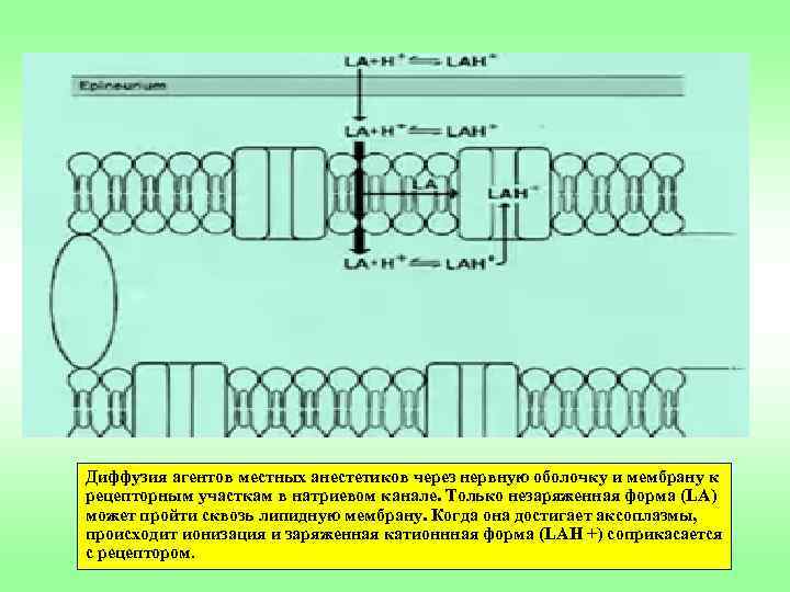 Диффузия агентов местных анестетиков через нервную оболочку и мембрану к рецепторным участкам в натриевом
