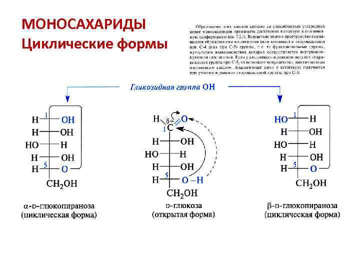 МОНОСАХАРИДЫ Циклические формы 